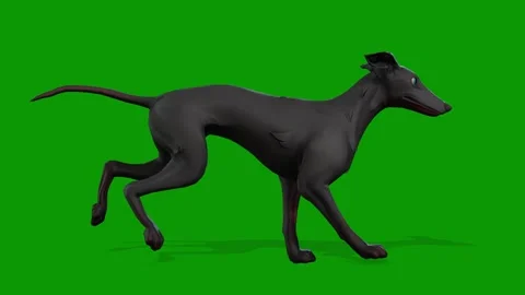 A cute black Dog running fast view from right 3D rendering animation Stock Footage 308217748