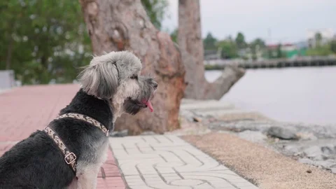 Cute black dog sits on ground with leash and breathing with sticking out tong Video stock 100979902