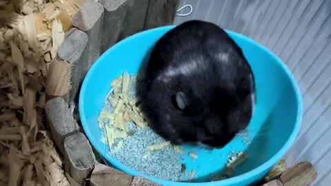 Cute Black Dwarf Hamster Sitting and Grooming Surrounded by Wood Shavings Stock Footage 338219071