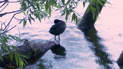 Cute black Eurasian coot duck cleaning feathers Stock Footage 120061432