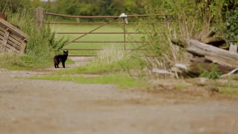 Cute Black Farm Cat or Kitten exploring thr farm in farm life homestead style sc Stock Footage 297370062