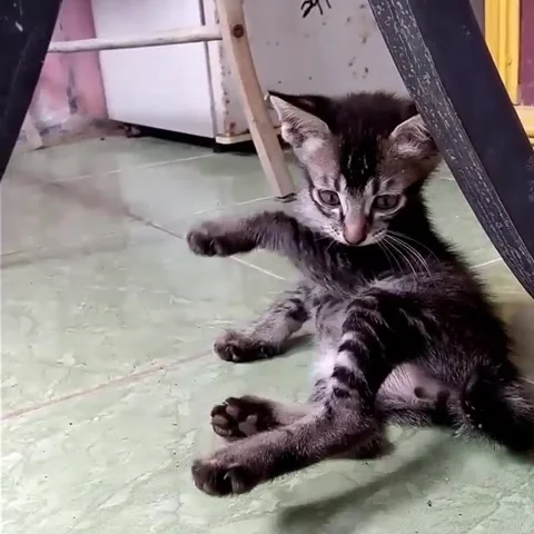 Cute Black Stock-Footage 171484135