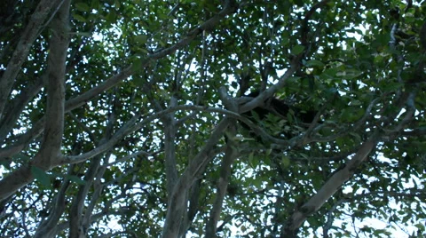 Cute Black Kitten Climbing Tree Vídeo Stock 41425289