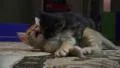 Cute Black Kitten Jumps On Orange Kitty Cat HD HD Footage