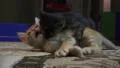 Cute Black Kitten Jumps On Orange Kitty Cat 4K 4k or 4k+ Resolution