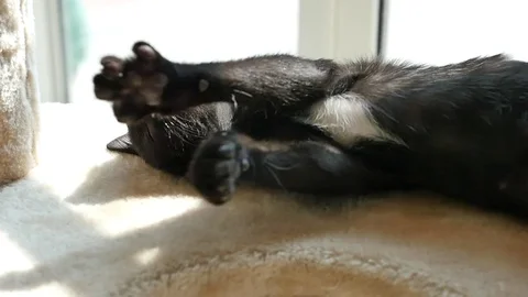 Cute Black kitten lying on cat tower slow motion Video stock 84817284