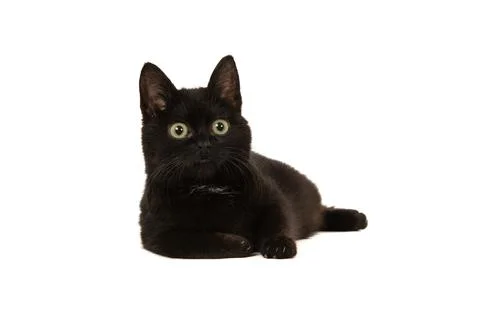 Cute black kitten lying down on a white background looking away form the came Stock Photos