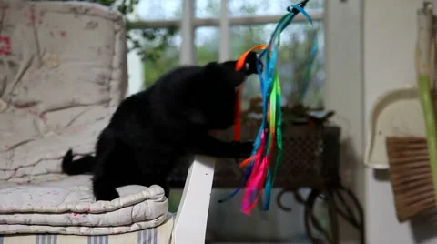 Cute black kitten playing with colored ribbon Video stock 44583317
