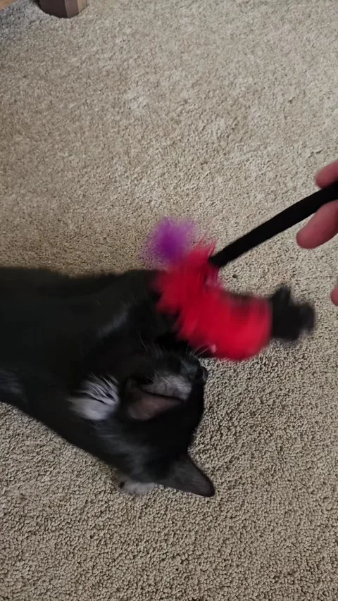 Cute black kitten playing with feather toy on carpet vertical video Stock Footage 335602161