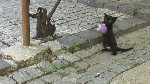 Cute Black Kitten Playing With Toy Stockbeeldmateriaal 40329480