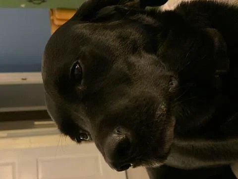 Cute Black Lab Stock Photos