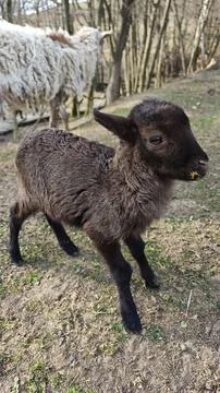 Cute Black Lamb Grazing in a Spring Forest Фото