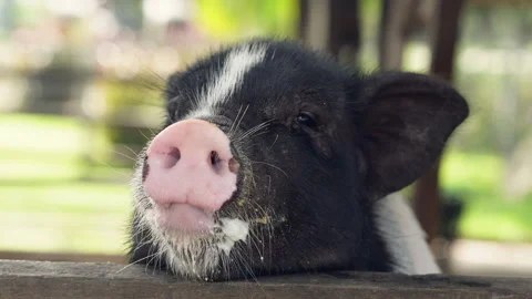 Cute black miniature pig resting chin on wooden fence looking curious on farm Video stock 342913254