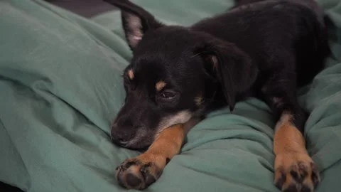 Cute black mongrel dog looking at camera indoors Video stock 315498979