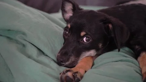 Cute black mongrel dog looking at camera indoors Stock Footage 315499004