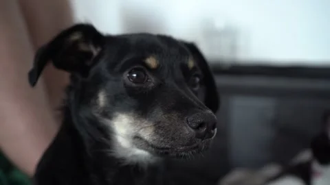 Cute black mongrel dog looking at camera indoors Stock Footage 315499105
