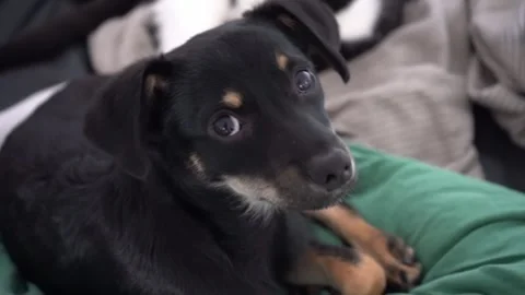 Cute black mongrel dog looking at camera indoors Stock Footage 315499136