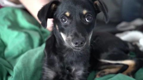 Cute black mongrel dog looking at camera indoors Stock-Footage 315499219