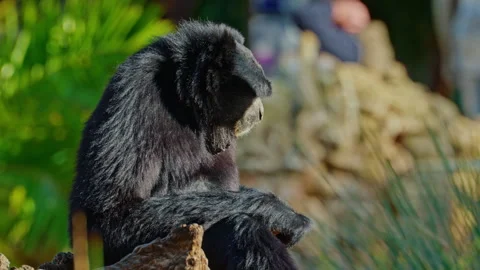 A cute black monkey sits on a tree, eats a fruit. Ecology, amazing wildlife Stock Footage 306764365