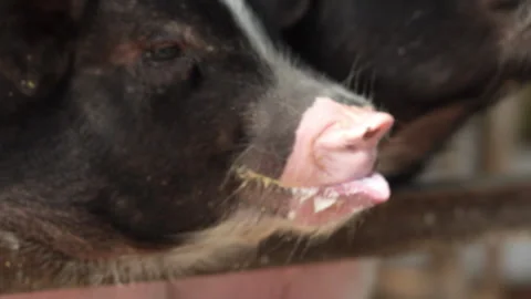 Cute black piglet snout with white milk stains on lips after feeding Stock Footage 342913016