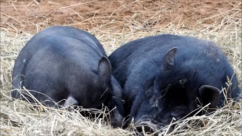 Cute black pigs sleeping in the hay Stock Footage 143217729
