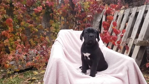 Cute black puppy Cane Corso sit in a chair on a pink bedspread in the garden Stock Footage 167884903