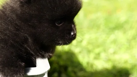 Cute black puppy exploring a grassy field during a sunny day outside Stock Footage 318156086