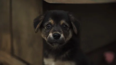 Cute black puppy looking up while sitting 4k Stock Footage 89618377