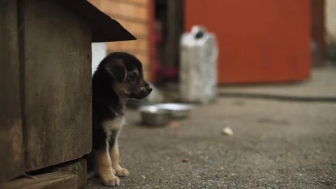 Cute black puppy looking up while sitting 4k Stock Footage 89619108