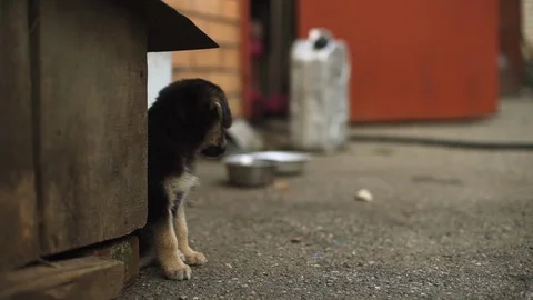 Cute black puppy looking up while sitting 4k Stock Footage 89619274