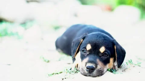 Cute black puppy lying on ground outdoors close up low angle Video stock 344102143