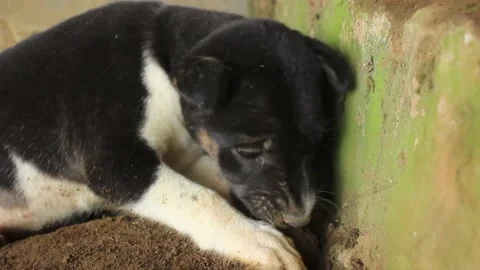 Cute black puppy resting during the day Stock Footage 220075839