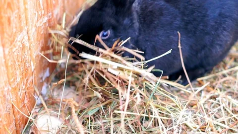 Cute black rabbit. Видео 105642299