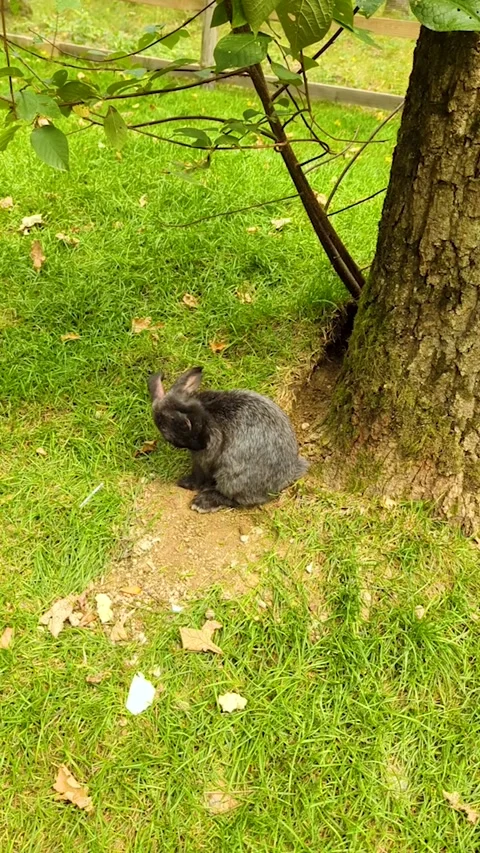 Cute black rabbit sitting on green grass under tree, cleaning fur and searching Vidéo 342327965