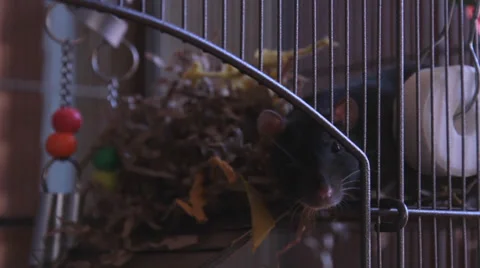 Cute Black Rat Looking Out Of Its Cage 스톡 동영상 34481141