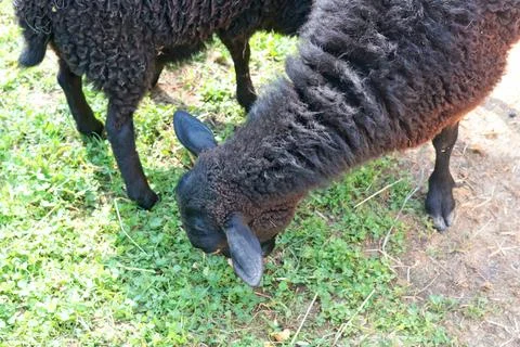 Cute black sheep close up view from above in contact zoo eating grass. Pets and Stock Photos