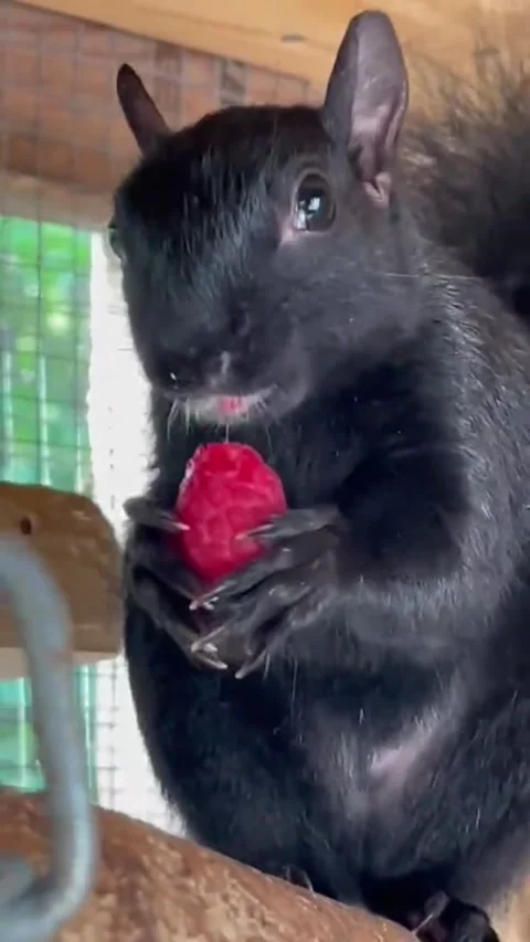 A cute black squirrel eating a fresh red raspberry Stock-Footage 346776249