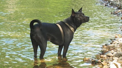 Cute black Thai Ridgeback exploring a river in UHD Stock-Footage 114676608