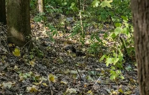 A cute black variant of a red squirrel in the grass that holds a nut in its paws Stock Photos