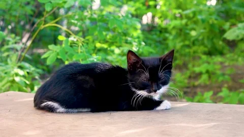 Cute black white kitten sleeping on bench. Stock Footage 156072783