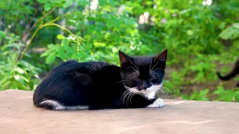 Cute black white kitten sleeping on bench. Stock Footage 156379068