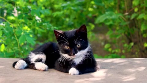 Cute black white kitten sleeping on bench. Stock Footage 156540383