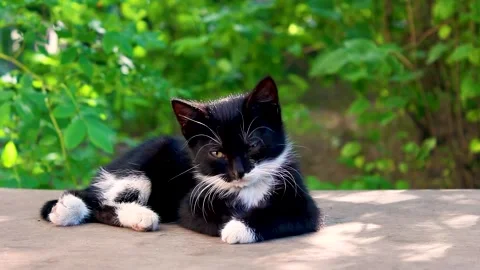 Cute black white kitten sleeping on bench. Stock Footage 156785443