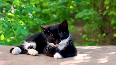 Cute black white kitten sleeping on bench. Stock Footage 157090460