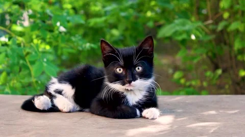 Cute black white kitten sleeping on bench. Stock Footage 157207075