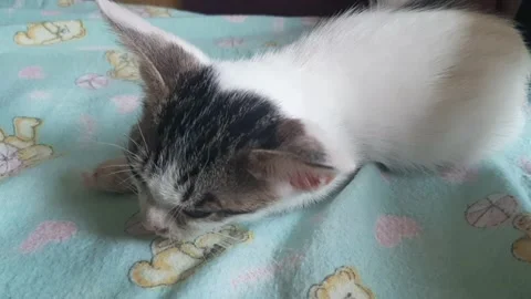 Cute black White Kittens Sleeping on a green Blanket Stock Footage 195457275