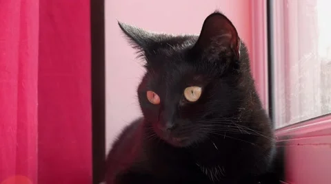 Cute black young cat looking out of the window nervously Stock Footage 66523457