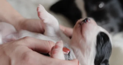 Cute blind black and white newborn puppies in the arms of a girl who strokes Stock Footage 129741359