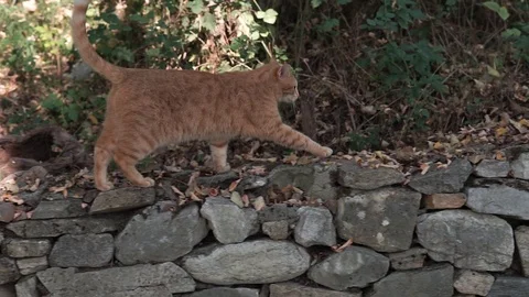Cute blonde cat walking down a wall Vidéo 119280007