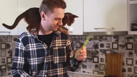 Cute blue abyssinian cat eats green beans sitting on the man shoulders Stock-Footage 239426825